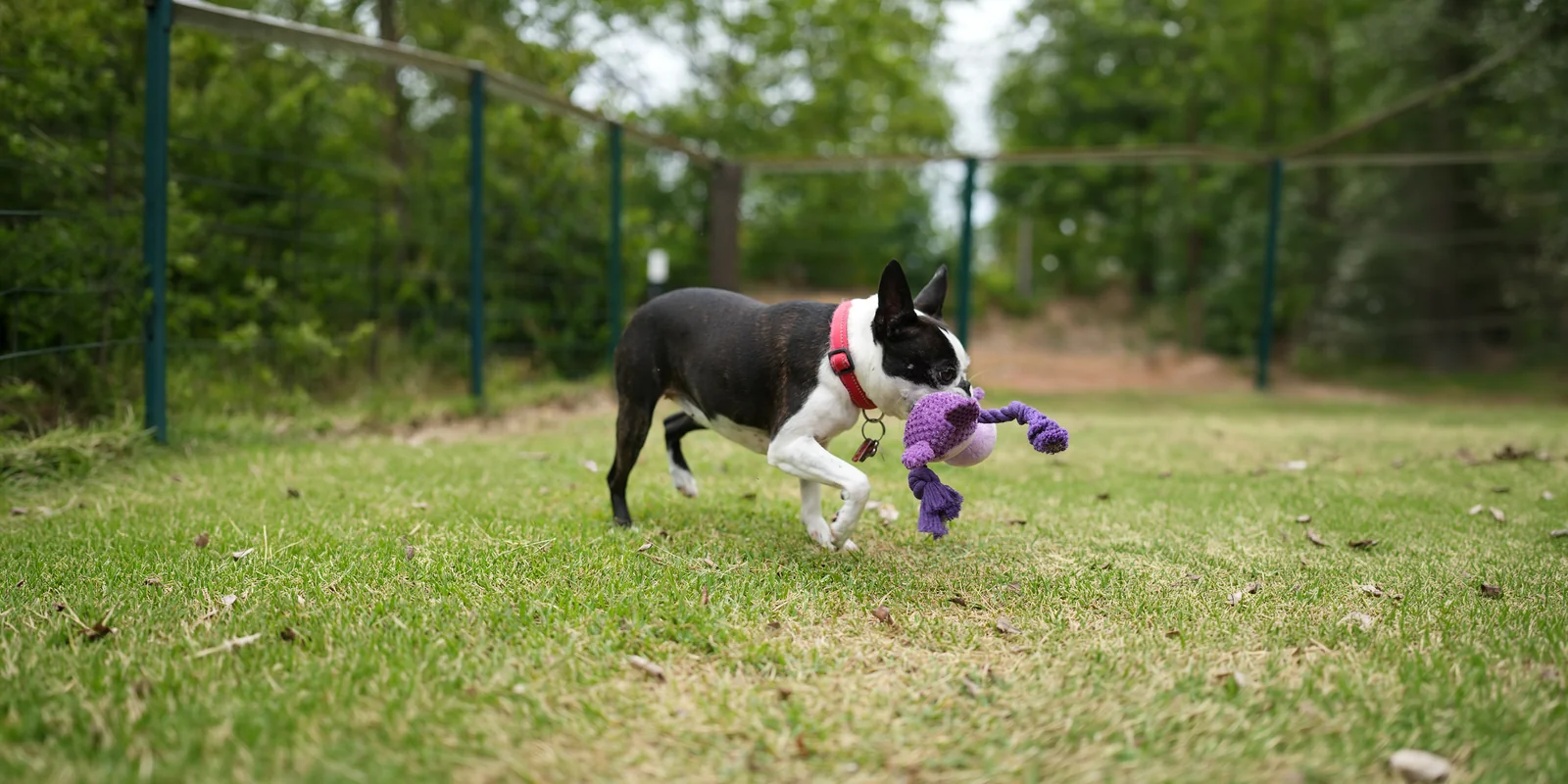 ドッグガーデンでおもちゃをくわえて走る愛犬